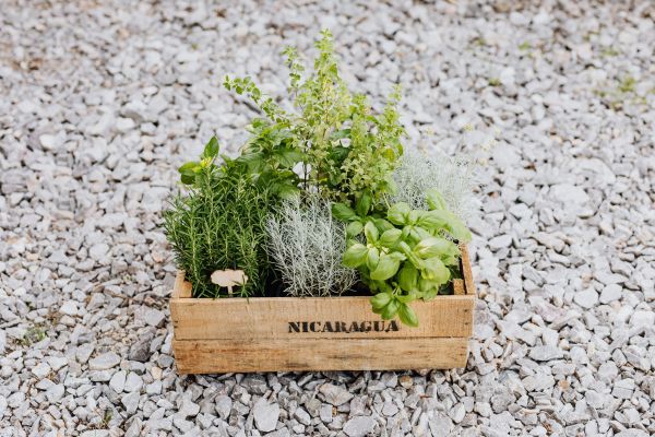 Enchanting aromatic plants to create your ideal evening garden in the uk