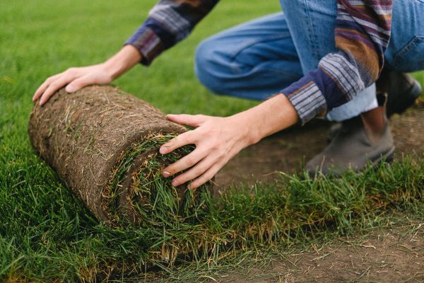Essential strategies for cultivating a vibrant lawn in the uk's humid weather: your ultimate guide to lush grass