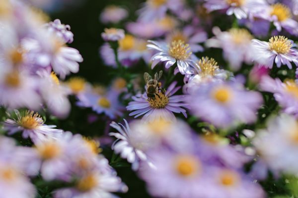 Transform your uk garden into a wildlife oasis: effective tips to boost pollinator populations and foster biodiversity