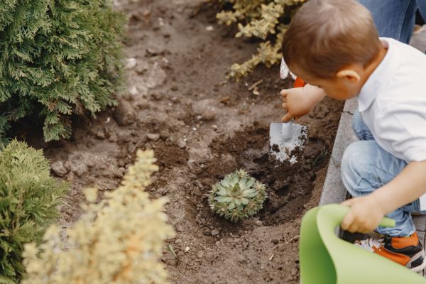 Ultimate guide to drought-tolerant ground covers for flourishing gardens in the uk