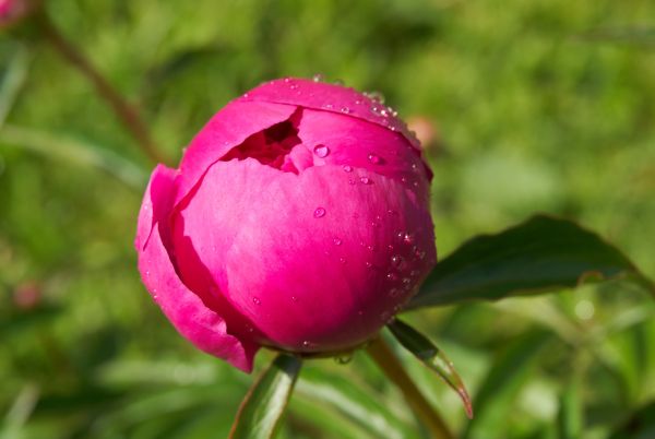 Ultimate Guide to Thriving Peonies: Cultivation and Care Tips for the UK"s Humid Climate