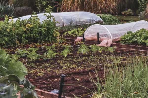 Unlocking garden success: proven techniques for managing clay soil drainage in rural norfolk